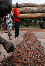 عکس خبري -گزارش تصويري/تجارت کاکائو در ساحل عاج 