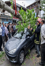 عکس خبري -گزارش تصويري/سقوط درخت بر اثر وزش باد شديد