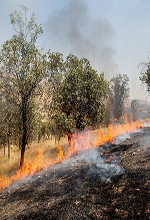 عکس خبري -گزارش تصويري/آتش‌سوزي در جنگل‌هاي بلوط لرستان