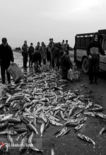 عکس خبري -گزارش تصويري/ فصل صيد ماهي در درياي خزر