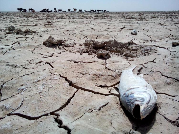 عکس خبري -اراده ايي براي حل مشکل درياچه ي هامون در دولت وجود ندارد