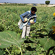 عکس خبري -دسترنج کشاورزان به جيب واسطه ها مي رود/ غفلت دولت از رشد مهاجرت روستائيان به شهر