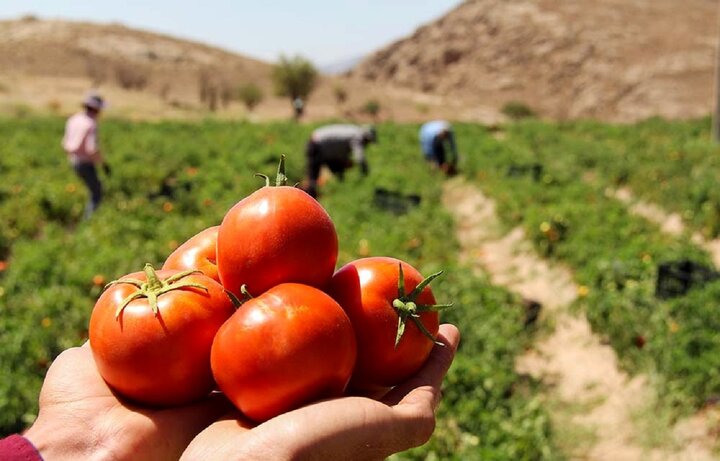 عکس خبري -کاهش توليد گوجه فرنگي را گران کرد