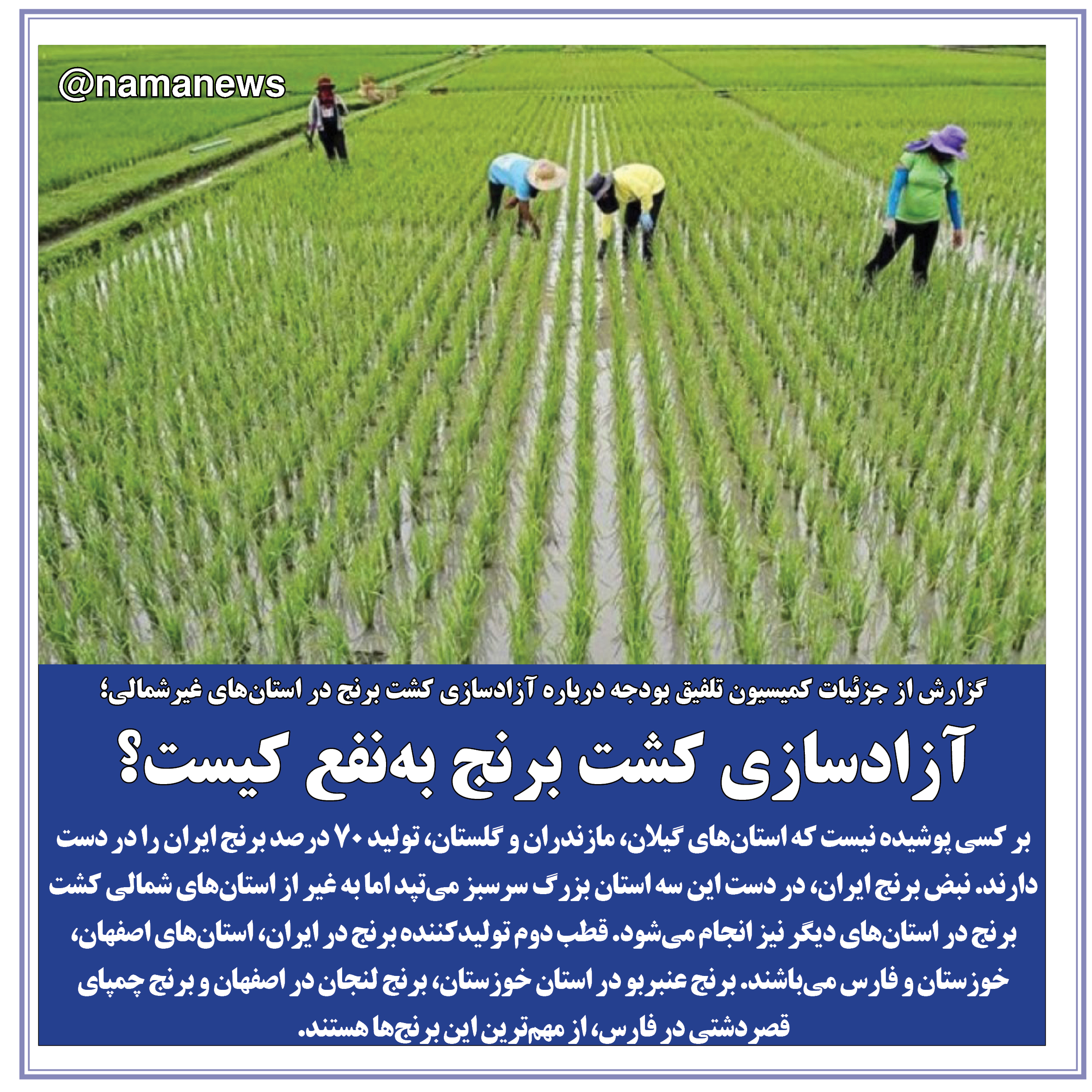 عکس خبري -عکس نوشت/آزادسازي كشت برنج به‌نفع كيست؟