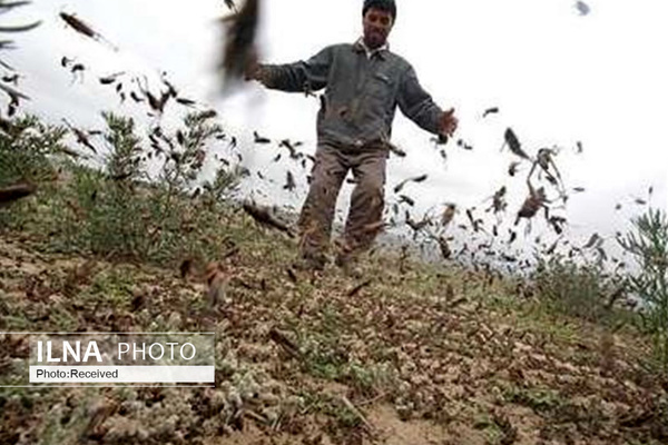 ملخ‌هاي مراکشي بالدار در حال پرواز به سمت باغات و مزارع سبز/ کاهش بارندگي سطح مبارزه با ملخ‌هاي بومي را افزايش مي‌دهد