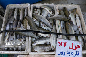 عکس خبري -چرا ماهي گران شده است؟